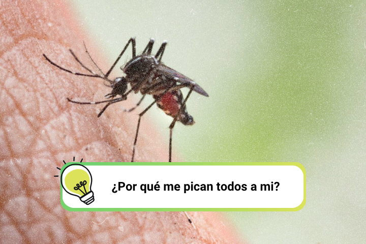 ¿Por qué los mosquitos pican más a unas personas que a otras?